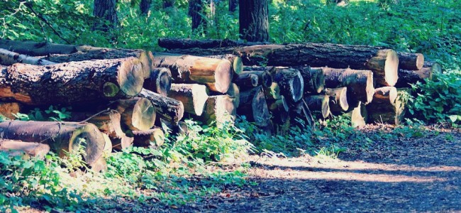 arbres-web
